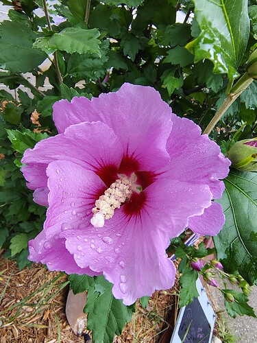 IMG_20250726_134202121_HDR