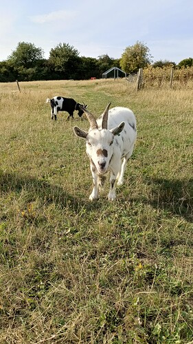 IMG_20250806_173157_353