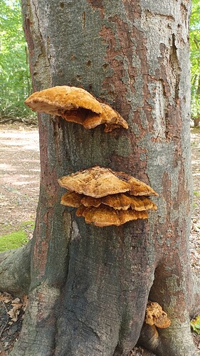 IMG_20250925_114100_800