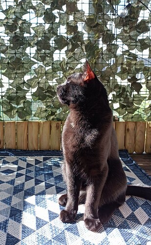 Screenshot_20241214-204254~2