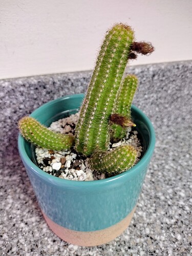 IMG_20240520_134701874