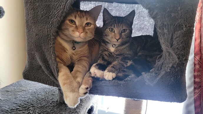 VideoCapture_20250113-113338