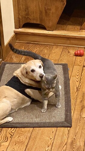 77ce10fe11f749bc130b33d20e03c7b8d04b30e6_2_564x1000