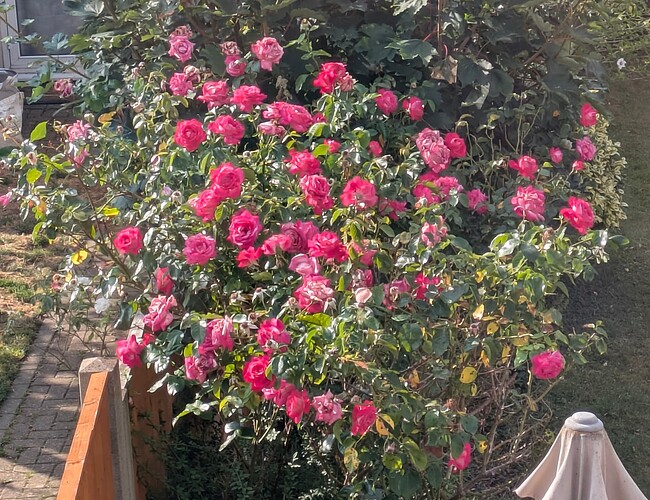 PXL_20250714_073230442