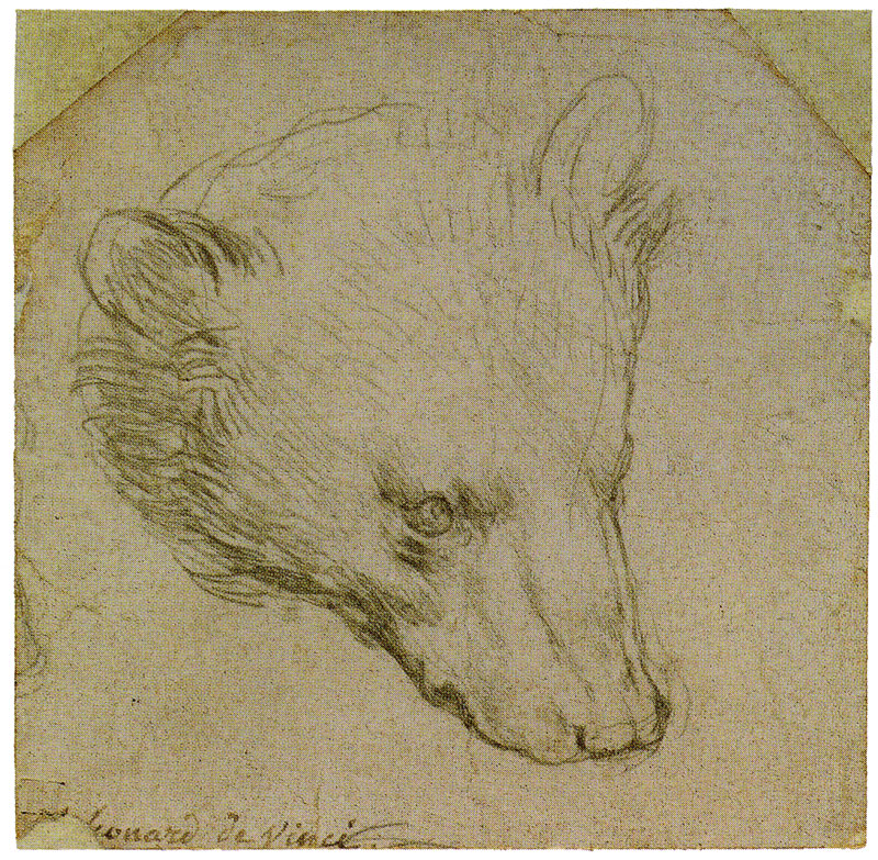 leonardo_da_vinci_study_bears_head