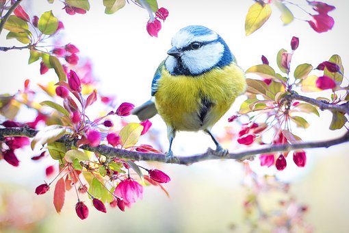 spring-bird-2295434__340