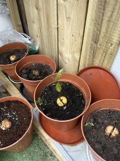 AVOCADOES FROM SEED