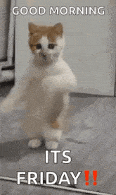 dancing-cat-dance