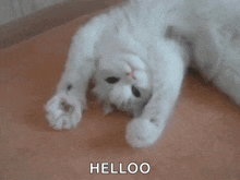 a white cat is laying on its back on the floor and looking at the camera .5925880593452544107