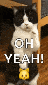cat-dance-dancing-cat